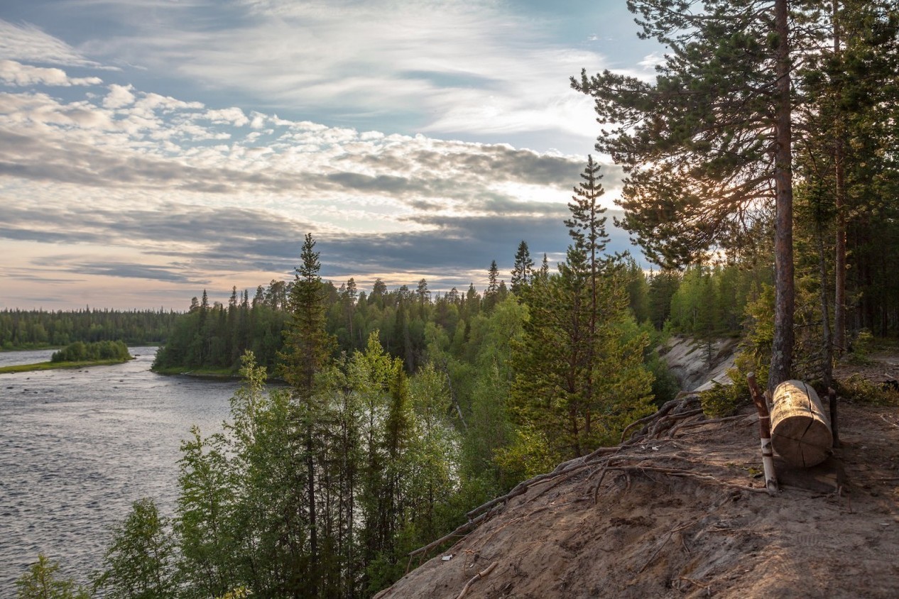 лес в Карелии Карельский лес